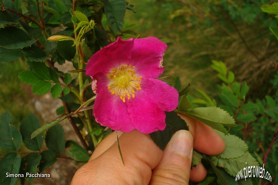 12 Rosa canina.JPG